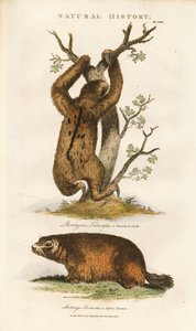 Dreizehenfaultier und Alpenmurmeltier von Sydenham Teast Edwards