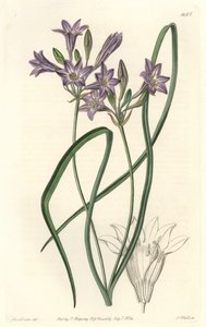 Triteleia ou brodiacea lache von Sydenham Teast Edwards