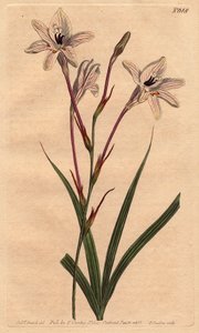 Tritonie mit langem Stiel und rosa-weiß geäderten Blüten von Sydenham Teast Edwards