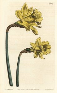 Trompeten-Narzisse, Narcissus hispanicus (Große gelbe spanische Narzisse, Narcissus major). Handkolorierte Kupferstichgravur von F. Sansom Jr. nach einer Illustration von Sydenham Edwards aus William Curtis