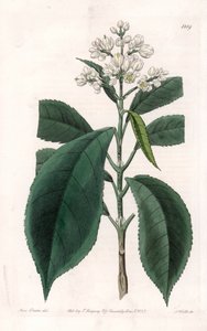 Turpinia Varietät von Sydenham Teast Edwards