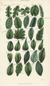 Blattformen von Pflanzen. Handkolorierte Kupferstichgravur nach Sydenham Edwards aus John Mason Good