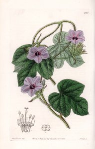 Variete d