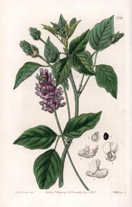 Variete de Psoralea - Gravur von S. Watts nach einer Illustration von Sarah Anne Drake (1803-1857), aus dem Botanical Register von Sydenham Edwards (1768-1819), England von Sydenham Teast Edwards