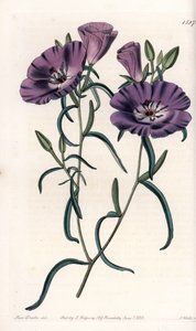 Varietät von Clarkia, heimisch in Südamerika (Tafel) von Sydenham Teast Edwards