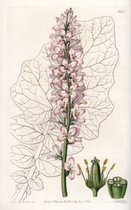 Francoa mit Milchblättern