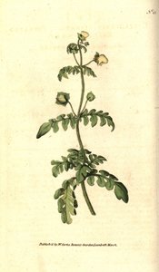 Gefiederter Pantoffelblume von Sydenham Teast Edwards