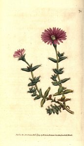 Varietät der Ficoid - Mesembryanthemum barbarum von Sydenham Teast Edwards