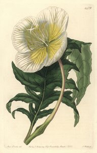 Weiße Nachtkerze, Oenothera anisoloba von Sydenham Teast Edwards