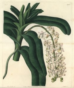 Jamaikanische Salbe von Sydenham Teast Edwards