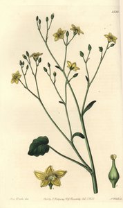 Varietät der Villarsia, endemisch in Australien - Ornduffia reniformis von Sydenham Teast Edwards