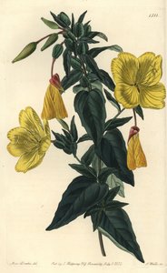 Abendprimel, Oenothera fruticosa subsp. glauca