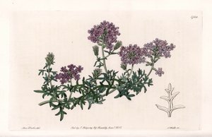 Verbena multifide - Graviert von S. Watts, nach einer Illustration von Sarah Anne Drake (1803-1857), aus dem Botanical Register von Sydenham Edwards (1768-1819), England von Sydenham Teast Edwards