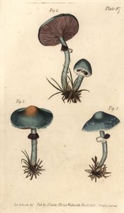 Grünspanpilz oder Grünspan-Agaric, Stropharia aeruginosa von Sydenham Teast Edwards