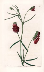 Vesces-Varietät von Sydenham Teast Edwards