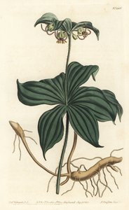 Virginia Medeole oder Wilder Gurke - Indianische Gurke, Medeola virginiana. Handkolorierter Kupferstich von F. Sansom Jr. nach einer Illustration von Sydenham Edwards aus William Curtis