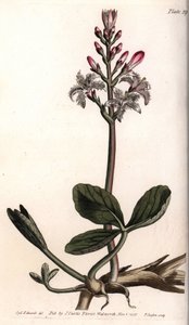 Wasser-Klee oder Menyanthes trifoliata (Kupferstich)