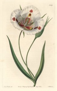 Weißblütiger Calochortus (Mariposa), heimisch in Kalifornien von Sydenham Teast Edwards