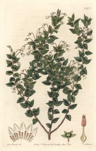 Weißblütige Mucronee oder Pernettya Gaultherie von Sydenham Teast Edwards