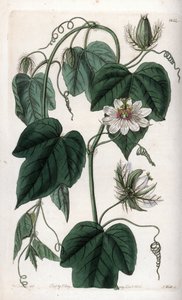 Weiße Passionsblume