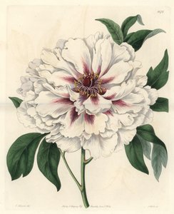 Weiße Strauchpfingstrose von Sydenham Teast Edwards