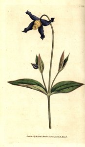 Ganzblättrige Clematis, Clematis integrifolia