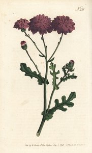 Wilde Cinerarie - Purpurrotes Greiskraut, Senecio elegans. Handkolorierte Kupferstichgravur von Sansom nach einer Illustration von Sydenham Edwards aus William Curtis
