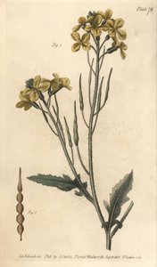 Wilder Rettich, Raphanus raphanistrum, Siliquosa von Sydenham Teast Edwards