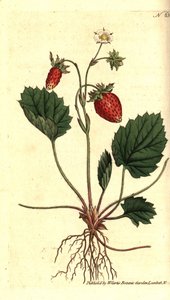 Wald-Erdbeere, Fragaria vesca