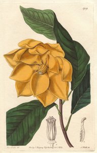 Gelbblühende Magnolie, heimisch in Java (Indonesien) - Starkes Wasser von S. Watts nach einer Illustration von Sarah Anne Drake (1803-1857), aus dem Botanical Register von Sydenham Teast Edwards