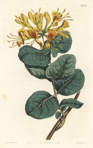 Gelbblühendes Geißblatt von Sydenham Teast Edwards