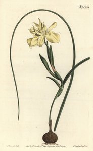 Gelbe essbare Moraea, Moraea fugax (Moraea edulis). Handkolorierte Kupferstichgravur von F. Sansom Jr. nach einer Illustration von Sydenham Edwards aus William Curtis
