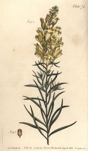 Gelbes Leinkraut oder Löwenmaul, Antirrhinum majus von Sydenham Teast Edwards