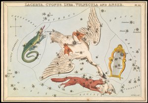 Lacerta, Cygnus, Lyra, Vulpecula und Anser, ca. 1825 von Sydney Hall