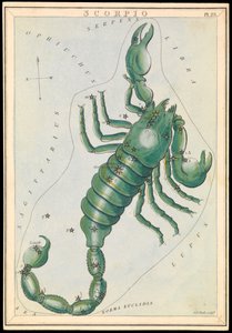 Skorpion, ca. 1825 von Sydney Hall