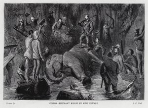 Elefant von König Edward VII. getötet