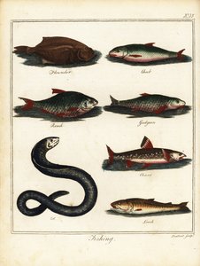 Fischen: Flunder, Döbel, Rotauge, Gründling, Saibling, Aal, Schmerle. 1792