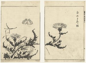 Disteln und Schmetterling von Tachibana Morikuni (attributed to)