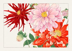 Dahlienblume aus "Seiyou Sokazufu"