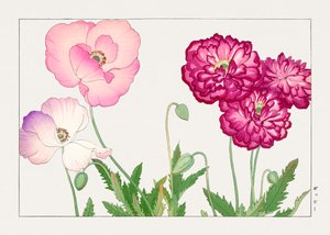 Mohnblume aus "Seiyou Sokazufu"
