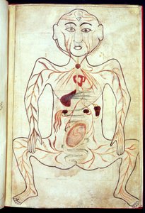 Organische Mitglieder und der Embryo im menschlichen Körper, Mitte 15. Jahrhundert