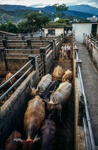 Vieh kommt im Palmira, Kolumbien, Korral an