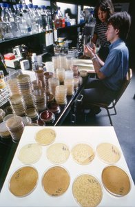 Doktorand an der University of Illinois studiert rekombinante DNA in der Bibliothek der Universität von Ted Spiegel