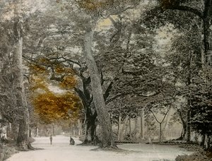 Jahrhundertealte Bäume im Shimogamo-Park, Kyoto, um 1900 - 1915