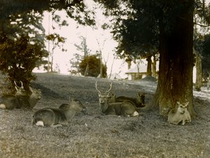 Damwild im Kasauga Taisha Park, Nara, um 1900 - 1915