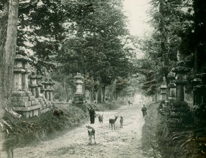 Kasauga Taisha Park in Nara, um 1900 - 1915