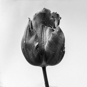 Mitten in den Blumen 64
