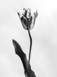 Mitten in den Blumen 71