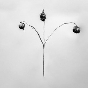 Mitten in den Blumen 75, 2021 von Teis Albers