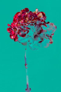 Hortensie, 2018